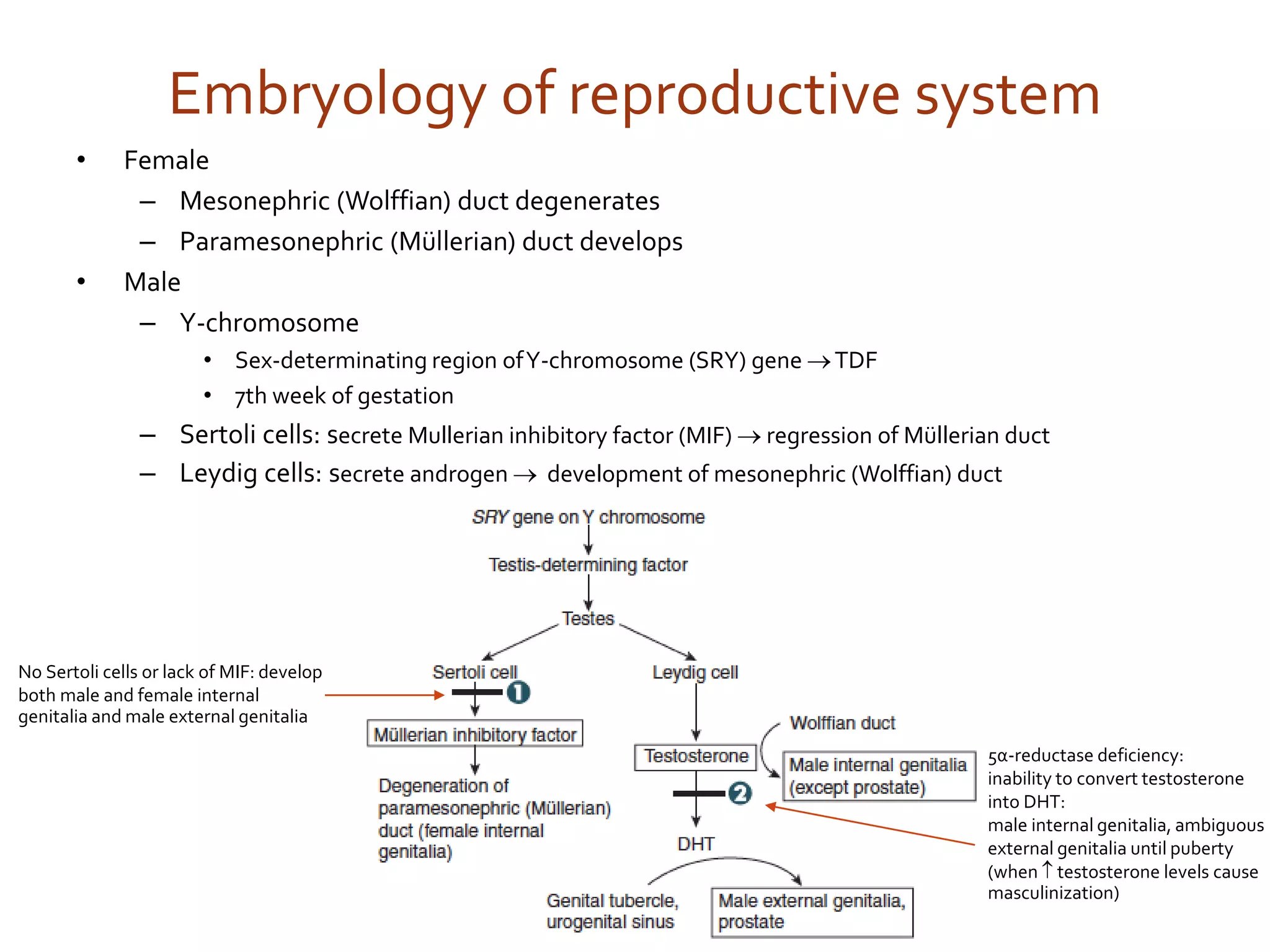 USMLE step 1 Review Anatomy of Reproductive System 2018 | PDF