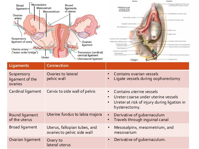 USMLE step 1 Review Anatomy of Reproductive System 2018