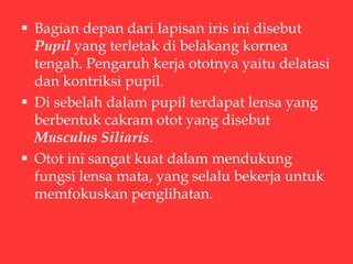 Bagian depan dari lapisan iris ini disebut
Pupil yang terletak di belakang kornea
tengah. Pengaruh kerja ototnya yaitu delatasi
dan kontriksi pupil.
 Di sebelah dalam pupil terdapat lensa yang
berbentuk cakram otot yang disebut
Musculus Siliaris.
 Otot ini sangat kuat dalam mendukung
fungsi lensa mata, yang selalu bekerja untuk
memfokuskan penglihatan.
 