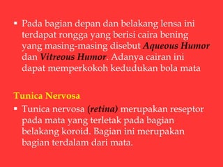  Pada bagian depan dan belakang lensa ini
terdapat rongga yang berisi caira bening
yang masing-masing disebut Aqueous Humor
dan Vitreous Humor. Adanya cairan ini
dapat memperkokoh kedudukan bola mata
Tunica Nervosa
 Tunica nervosa (retina) merupakan reseptor
pada mata yang terletak pada bagian
belakang koroid. Bagian ini merupakan
bagian terdalam dari mata.
 