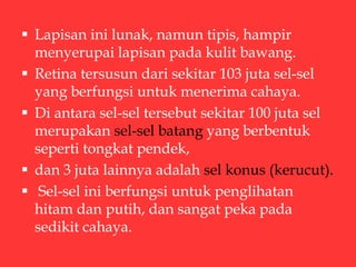  Lapisan ini lunak, namun tipis, hampir
menyerupai lapisan pada kulit bawang.
 Retina tersusun dari sekitar 103 juta sel-sel
yang berfungsi untuk menerima cahaya.
 Di antara sel-sel tersebut sekitar 100 juta sel
merupakan sel-sel batang yang berbentuk
seperti tongkat pendek,
 dan 3 juta lainnya adalah sel konus (kerucut).
 Sel-sel ini berfungsi untuk penglihatan
hitam dan putih, dan sangat peka pada
sedikit cahaya.
 