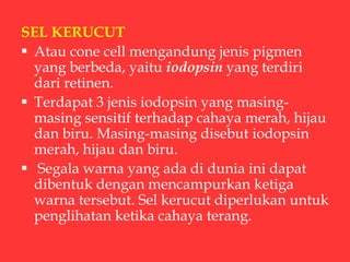 SEL KERUCUT
 Atau cone cell mengandung jenis pigmen
yang berbeda, yaitu iodopsin yang terdiri
dari retinen.
 Terdapat 3 jenis iodopsin yang masing-
masing sensitif terhadap cahaya merah, hijau
dan biru. Masing-masing disebut iodopsin
merah, hijau dan biru.
 Segala warna yang ada di dunia ini dapat
dibentuk dengan mencampurkan ketiga
warna tersebut. Sel kerucut diperlukan untuk
penglihatan ketika cahaya terang.
 
