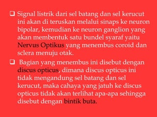  Signal listrik dari sel batang dan sel kerucut
ini akan di teruskan melalui sinaps ke neuron
bipolar, kemudian ke neuron ganglion yang
akan membentuk satu bundel syaraf yaitu
Nervus Optikus yang menembus coroid dan
sclera menuju otak.
 Bagian yang menembus ini disebut dengan
discus opticus, dimana discus opticus ini
tidak mengandung sel batang dan sel
kerucut, maka cahaya yang jatuh ke discus
opticus tidak akan terlihat apa-apa sehingga
disebut dengan bintik buta.
 