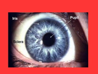 Review anfis mata 1 
