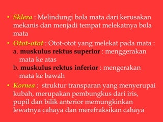 • Sklera : Melindungi bola mata dari kerusakan
mekanis dan menjadi tempat melekatnya bola
mata
• Otot-otot : Otot-otot yang melekat pada mata :
a. muskulus rektus superior : menggerakan
mata ke atas
b. muskulus rektus inferior : mengerakan
mata ke bawah
• Kornea : struktur transparan yang menyerupai
kubah, merupakan pembungkus dari iris,
pupil dan bilik anterior memungkinkan
lewatnya cahaya dan merefraksikan cahaya
 