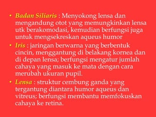 • Badan Siliaris : Menyokong lensa dan
mengandung otot yang memungkinkan lensa
utk berakomodasi, kemudian berfungsi juga
untuk mengsekreskan aqueus humor
• Iris : jaringan berwarna yang berbentuk
cincin, menggantung di belakang kornea dan
di depan lensa; berfungsi mengatur jumlah
cahaya yang masuk ke mata dengan cara
merubah ukuran pupil.
• Lensa : struktur cembung ganda yang
tergantung diantara humor aqueus dan
vitreus; berfungsi membantu memfokuskan
cahaya ke retina.
 