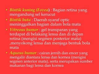 • Bintik kuning (Fovea) : Bagian retina yang
mengandung sel kerucut
• Bintik buta : Daerah syaraf optic
meninggalkan bagian dalam bola mata
• Vitreous humor : gel transparan yang
terdapat di belakang lensa dan di depan
retina (mengisi segmen posterior mata)
,menyokong lensa dan menjaga bentuk bola
mata
• Aquous humor : cairan jernih dan encer yang
mengalir diantara lensa dan kornea (mengisi
segmen anterior mata), serta merupakan sumber
makanan bagi lensa dan kornea
 