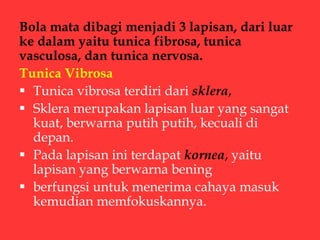 Bola mata dibagi menjadi 3 lapisan, dari luar
ke dalam yaitu tunica fibrosa, tunica
vasculosa, dan tunica nervosa.
Tunica Vibrosa
 Tunica vibrosa terdiri dari sklera,
 Sklera merupakan lapisan luar yang sangat
kuat, berwarna putih putih, kecuali di
depan.
 Pada lapisan ini terdapat kornea, yaitu
lapisan yang berwarna bening
 berfungsi untuk menerima cahaya masuk
kemudian memfokuskannya.
 