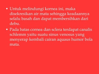  Untuk melindungi kornea ini, maka
disekresikan air mata sehingga keadaannya
selalu basah dan dapat membersihkan dari
debu.
 Pada batas cornea dan sclera terdapat canalis
schlemm yaitu suatu sinus venosus yang
menyerap kembali cairan aquaus humor bola
mata.
 