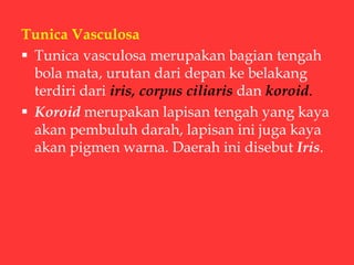 Tunica Vasculosa
 Tunica vasculosa merupakan bagian tengah
bola mata, urutan dari depan ke belakang
terdiri dari iris, corpus ciliaris dan koroid.
 Koroid merupakan lapisan tengah yang kaya
akan pembuluh darah, lapisan ini juga kaya
akan pigmen warna. Daerah ini disebut Iris.
 