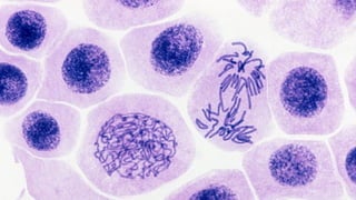 Reviewer in science and technology - STEM.pptx