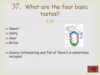 –
™ Sweet
™ Salty
™ Sour
™ Bitter
™ Savory (stimulating and full of flavor) is sometimes
included
37. What are the four basic
tastes?
 