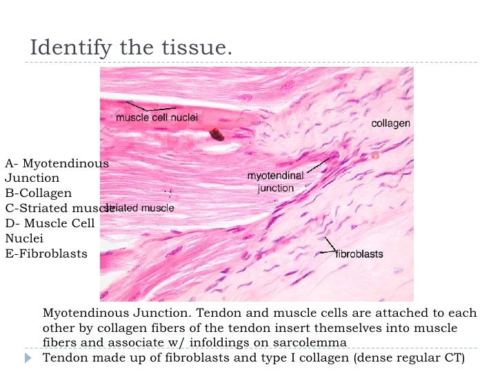 Review for Cell Bio Final - Slides