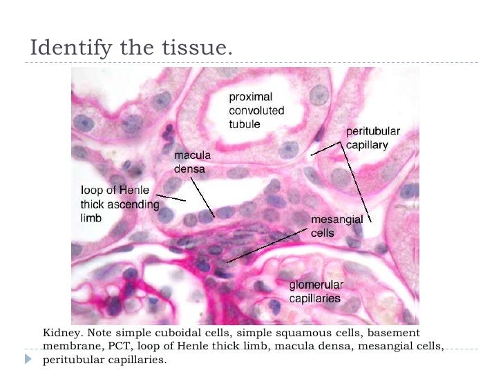 review for cell bio final slides 9 728