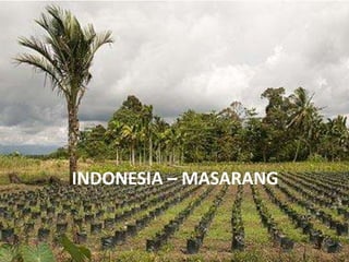 INDONESIA – MASARANG
 