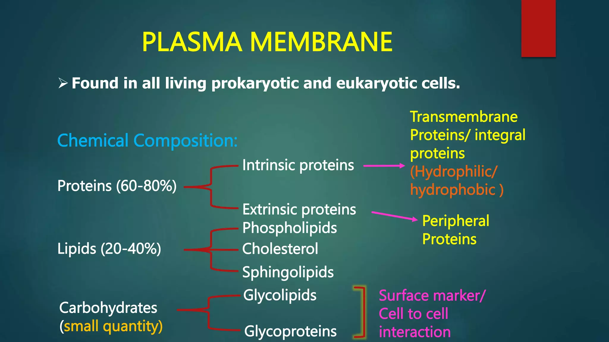 PLASMA MEMBRANE
Found in all living prokaryotic and eukaryotic cells.
Proteins (60-80%)
Chemical Composition:
Extrinsic proteins
Intrinsic proteins
Lipids (20-40%)
Sphingolipids
Phospholipids
Cholesterol
Carbohydrates
(small quantity) Glycoproteins
Glycolipids
Transmembrane
Proteins/ integral
proteins
(Hydrophilic/
hydrophobic )
Peripheral
Proteins
Surface marker/
Cell to cell
interaction
 