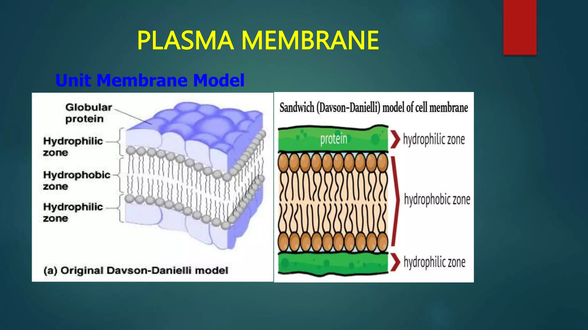 PLASMA MEMBRANE
Unit Membrane Model
 