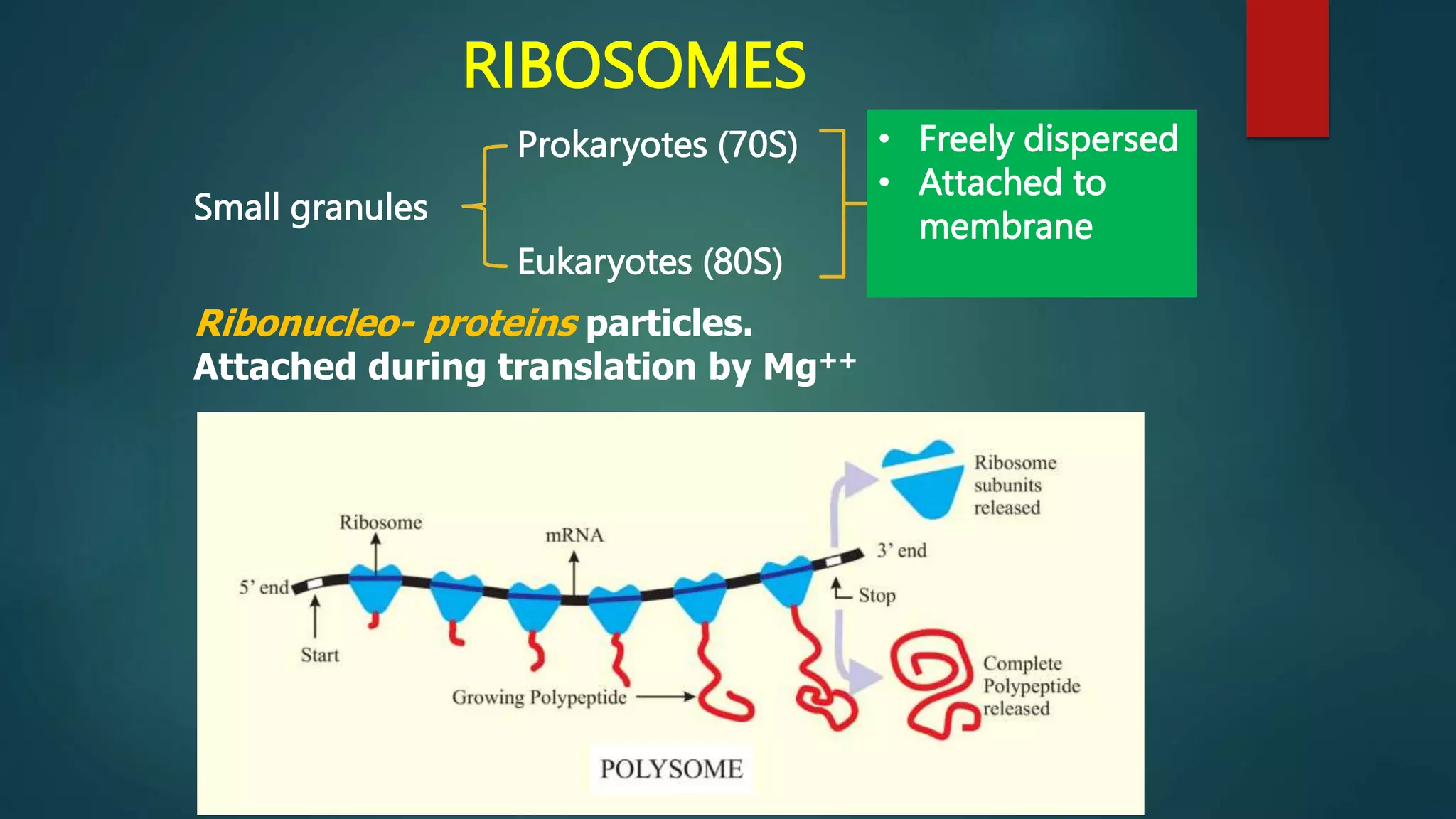 RIBOSOMES
Small granules
Eukaryotes (80S)
Prokaryotes (70S) • Freely dispersed
• Attached to
membrane
Ribonucleo- proteins particles.
Attached during translation by Mg++
 