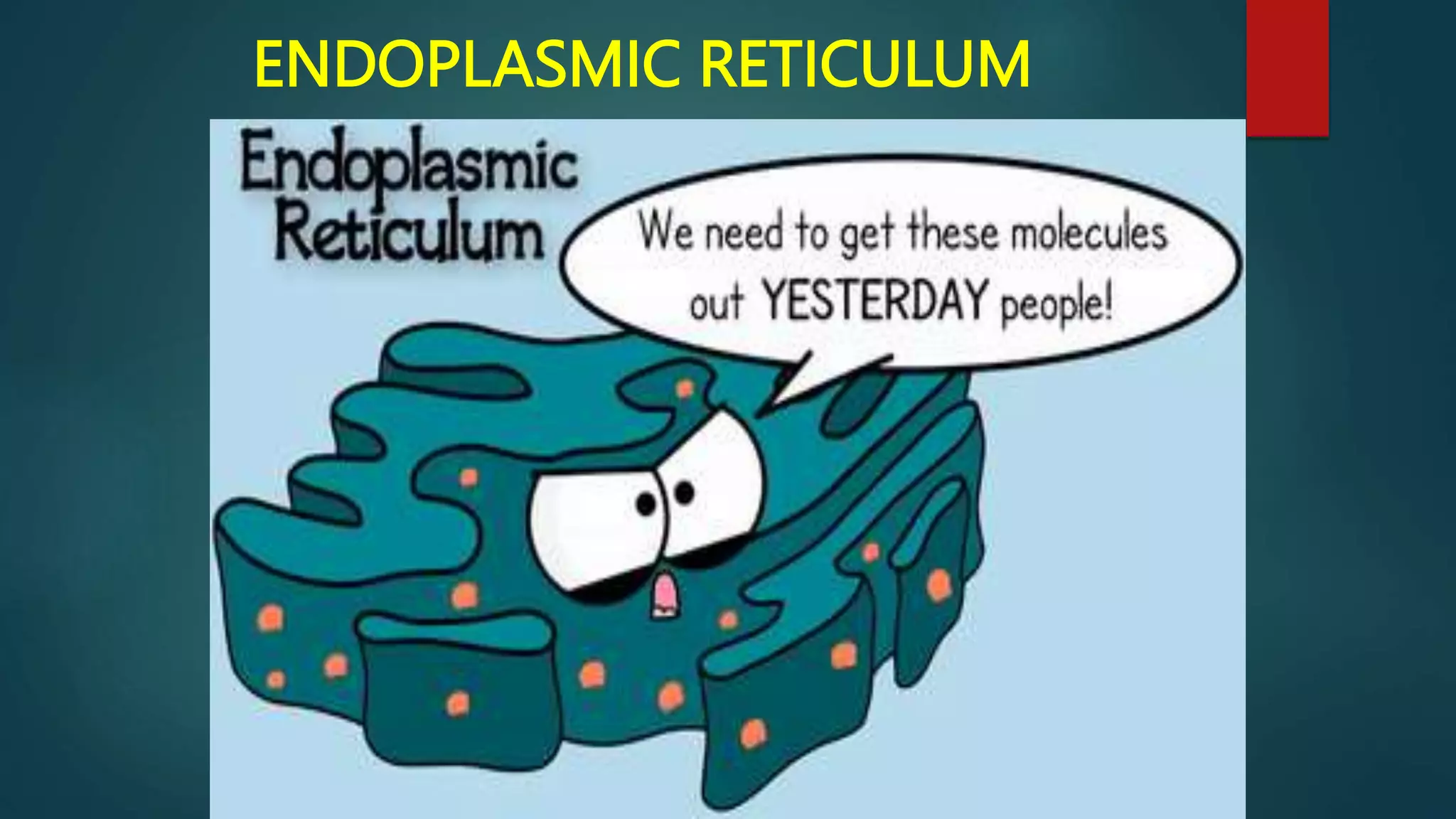 ENDOPLASMIC RETICULUM
 