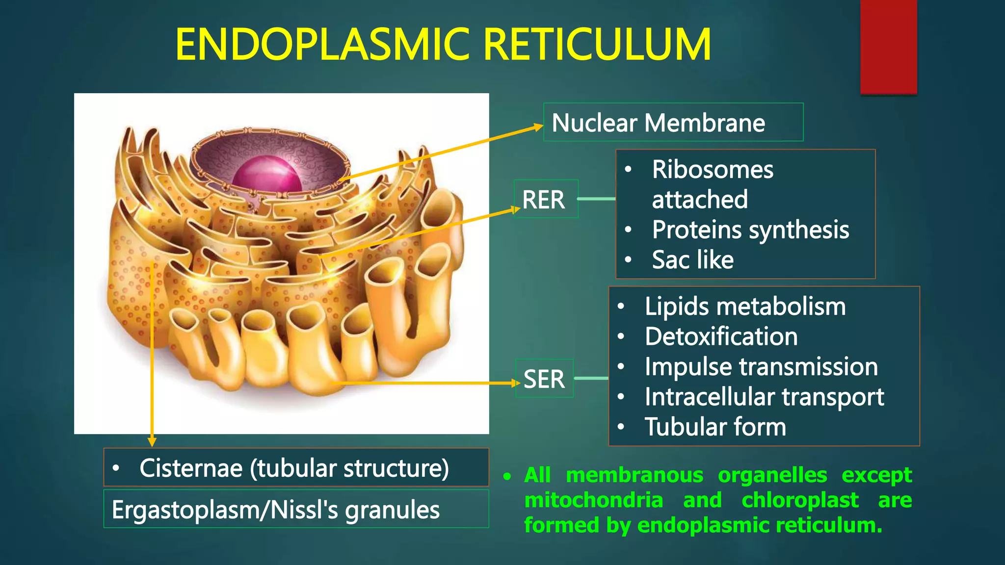 ENDOPLASMIC RETICULUM
Nuclear Membrane
SER
RER
• Ribosomes
attached
• Proteins synthesis
• Sac like
• Lipids metabolism
• Detoxification
• Impulse transmission
• Intracellular transport
• Tubular form
• Cisternae (tubular structure)
Ergastoplasm/Nissl's granules
 All membranous organelles except
mitochondria and chloroplast are
formed by endoplasmic reticulum.
 