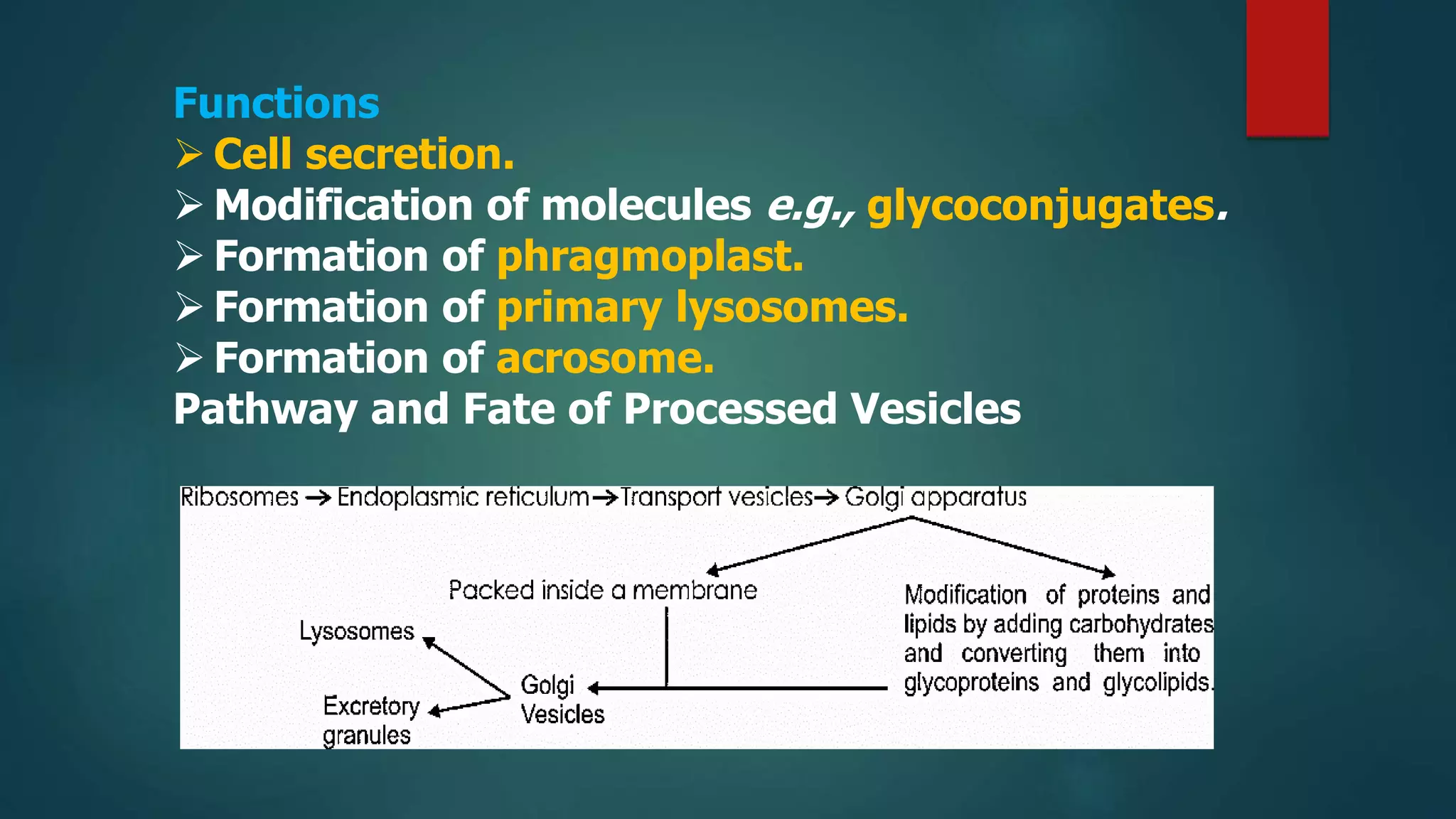 Functions
 Cell secretion.
 Modification of molecules e.g., glycoconjugates.
 Formation of phragmoplast.
 Formation of primary lysosomes.
 Formation of acrosome.
Pathway and Fate of Processed Vesicles
 