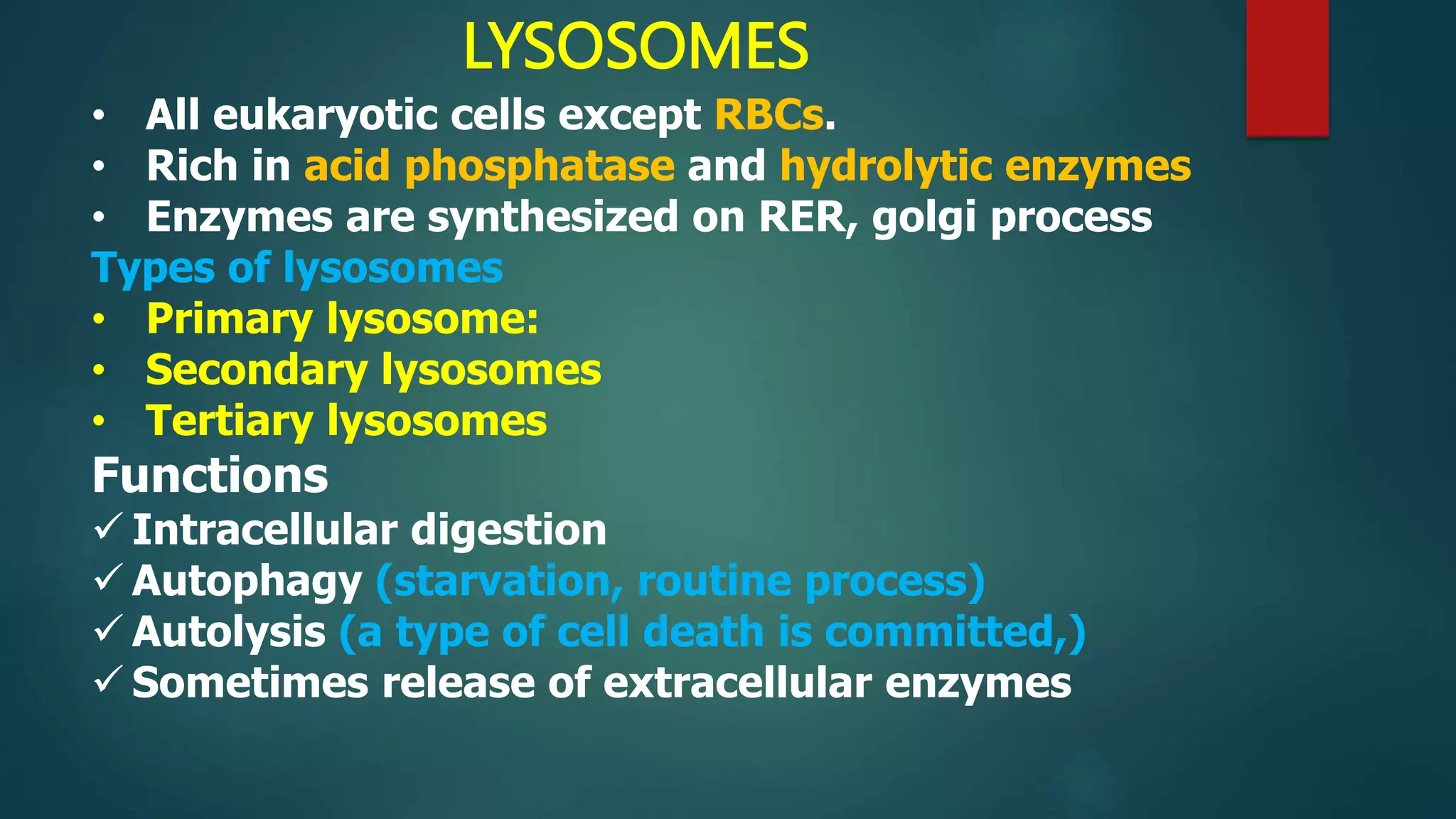 LYSOSOMES
• All eukaryotic cells except RBCs.
• Rich in acid phosphatase and hydrolytic enzymes
• Enzymes are synthesized on RER, golgi process
Types of lysosomes
• Primary lysosome:
• Secondary lysosomes
• Tertiary lysosomes
Functions
 Intracellular digestion
 Autophagy (starvation, routine process)
 Autolysis (a type of cell death is committed,)
 Sometimes release of extracellular enzymes
 