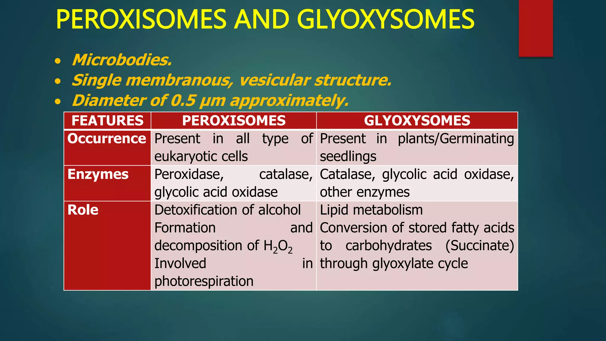 PEROXISOMES AND GLYOXYSOMES
 Microbodies.
 Single membranous, vesicular structure.
 Diameter of 0.5 µm approximately.
FEATURES PEROXISOMES GLYOXYSOMES
Occurrence Present in all type of
eukaryotic cells
Present in plants/Germinating
seedlings
Enzymes Peroxidase, catalase,
glycolic acid oxidase
Catalase, glycolic acid oxidase,
other enzymes
Role Detoxification of alcohol
Formation and
decomposition of H2O2
Involved in
photorespiration
Lipid metabolism
Conversion of stored fatty acids
to carbohydrates (Succinate)
through glyoxylate cycle
 