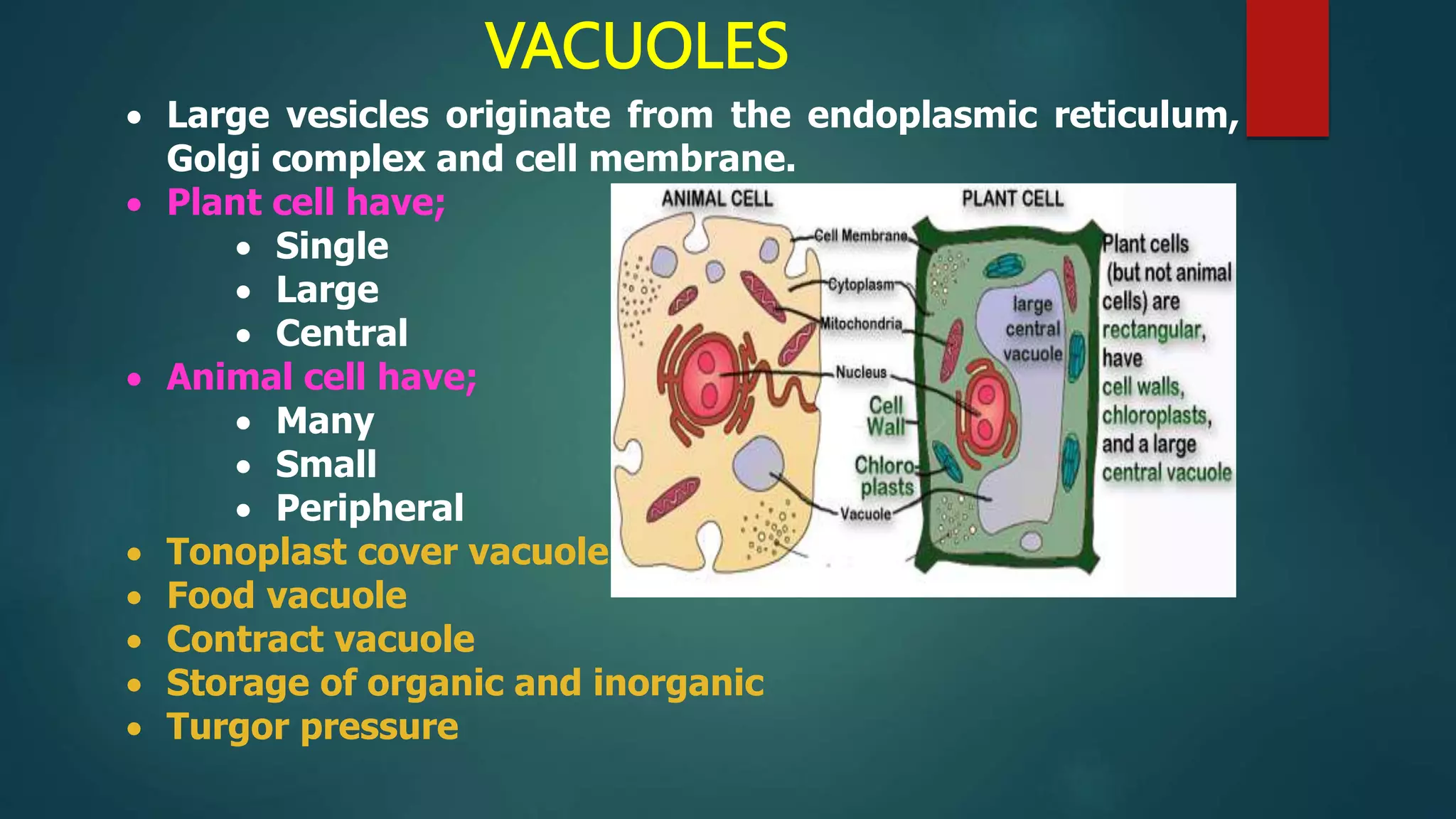 VACUOLES
 Large vesicles originate from the endoplasmic reticulum,
Golgi complex and cell membrane.
 Plant cell have;
 Single
 Large
 Central
 Animal cell have;
 Many
 Small
 Peripheral
 Tonoplast cover vacuole
 Food vacuole
 Contract vacuole
 Storage of organic and inorganic
 Turgor pressure
 