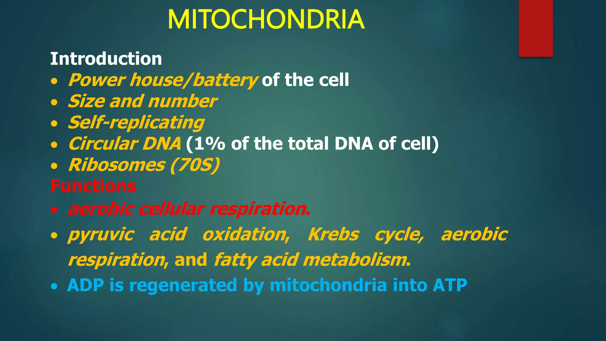 MITOCHONDRIA
Introduction
 Power house/battery of the cell
 Size and number
 Self-replicating
 Circular DNA (1% of the total DNA of cell)
 Ribosomes (70S)
Functions
 aerobic cellular respiration.
 pyruvic acid oxidation, Krebs cycle, aerobic
respiration, and fatty acid metabolism.
 ADP is regenerated by mitochondria into ATP
 