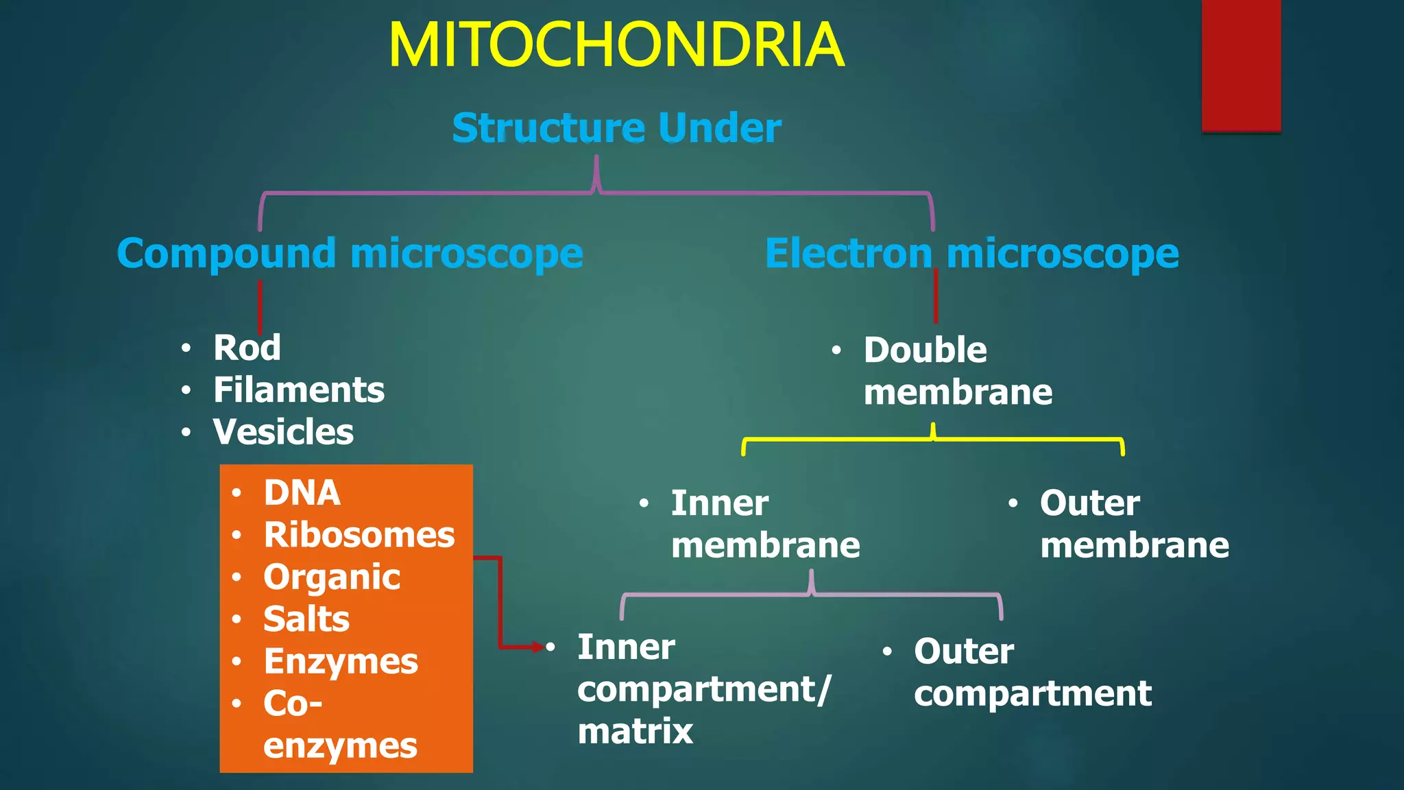MITOCHONDRIA
Structure Under
Electron microscope
Compound microscope
• Rod
• Filaments
• Vesicles
• Double
membrane
• Outer
membrane
• Inner
membrane
• Inner
compartment/
matrix
• Outer
compartment
• DNA
• Ribosomes
• Organic
• Salts
• Enzymes
• Co-
enzymes
 