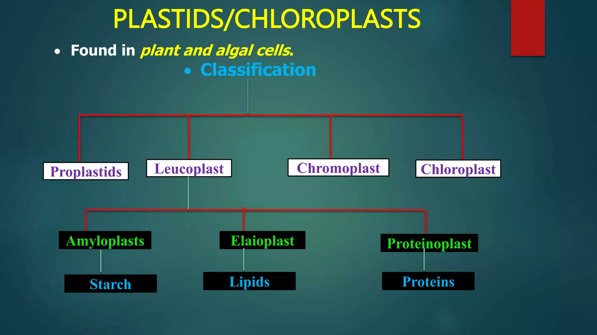 PLASTIDS/CHLOROPLASTS
 Found in plant and algal cells.
Proplastids Chromoplast
Leucoplast Chloroplast
Elaioplast Proteinoplast
Amyloplasts
Lipids
Starch Proteins
 Classification
 
