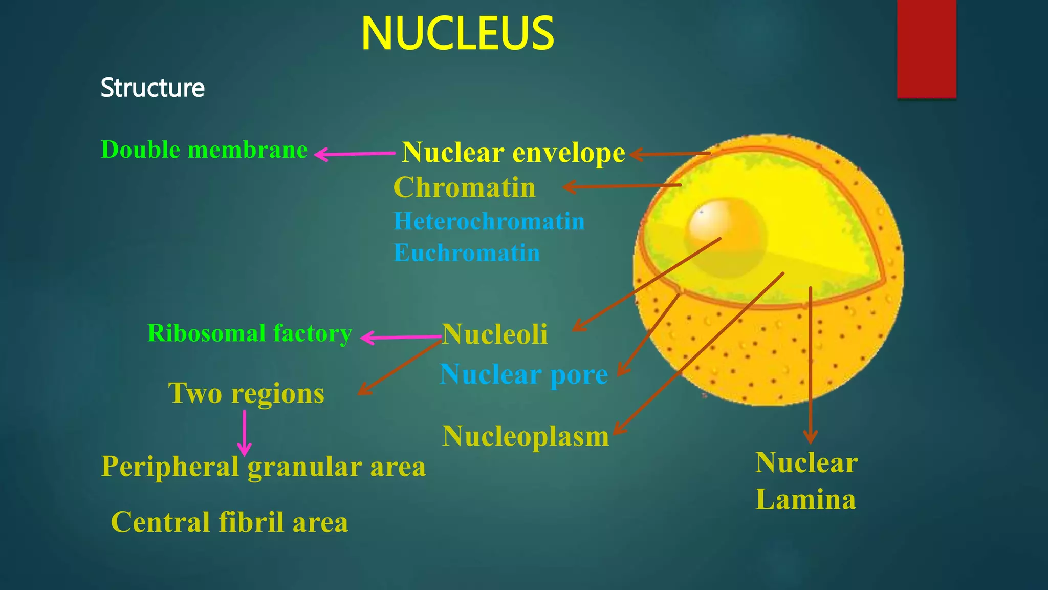 NUCLEUS
Structure
Nuclear envelope
Nuclear pore
Chromatin
Heterochromatin
Euchromatin
Nucleoli
Nuclear
Lamina
Nucleoplasm
Double membrane
Ribosomal factory
Two regions
Central fibril area
Peripheral granular area
 