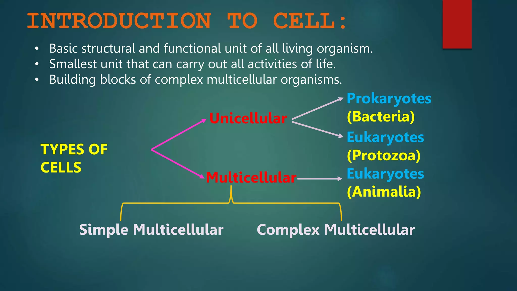 INTRODUCTION TO CELL:
• Basic structural and functional unit of all living organism.
• Smallest unit that can carry out all activities of life.
• Building blocks of complex multicellular organisms.
TYPES OF
CELLS
Multicellular
Unicellular
Eukaryotes
(Protozoa)
Prokaryotes
(Bacteria)
Eukaryotes
(Animalia)
Simple Multicellular Complex Multicellular
 