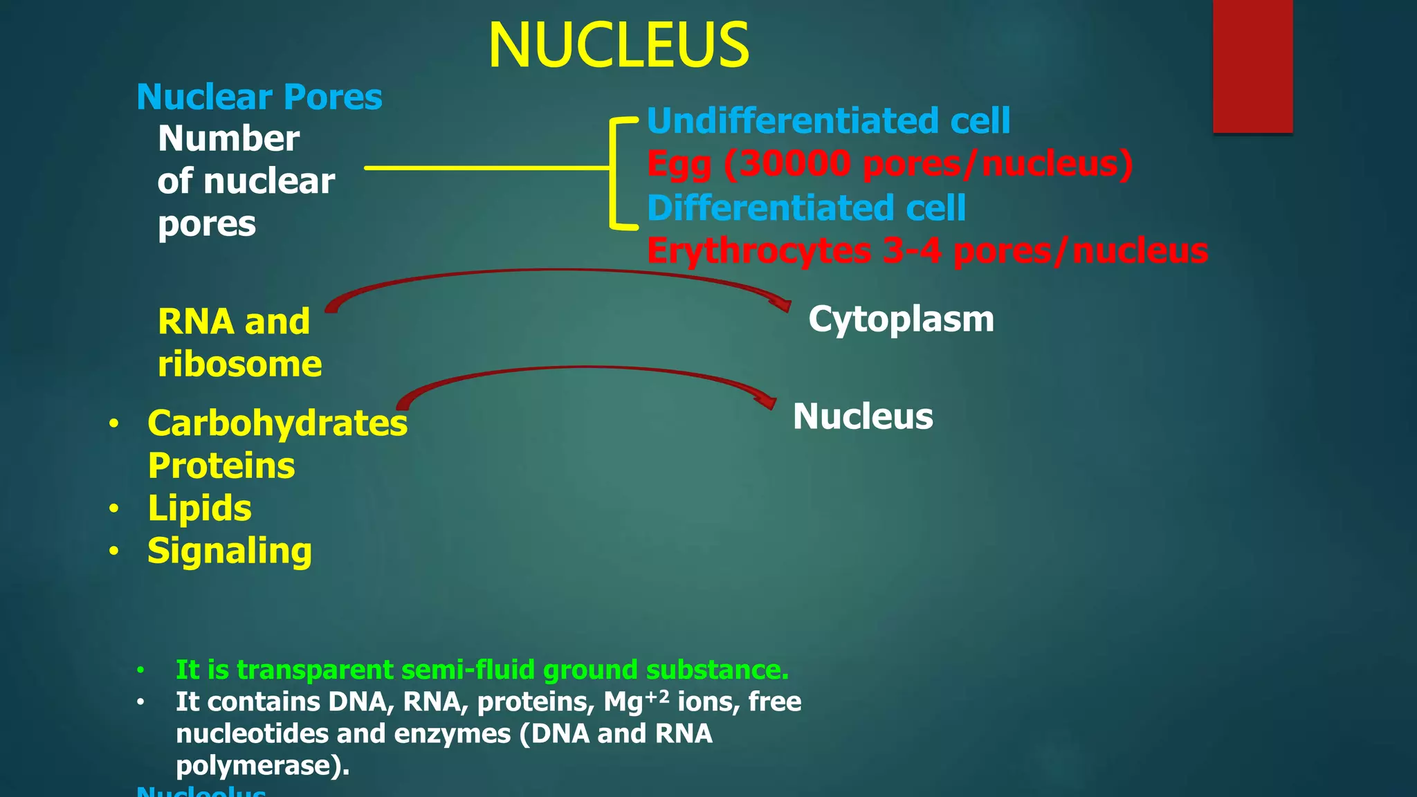 NUCLEUS
Nuclear Pores
RNA and
ribosome
Cytoplasm
• Carbohydrates
Proteins
• Lipids
• Signaling
Nucleus
Number
of nuclear
pores
Undifferentiated cell
Egg (30000 pores/nucleus)
Differentiated cell
Erythrocytes 3-4 pores/nucleus
• It is transparent semi-fluid ground substance.
• It contains DNA, RNA, proteins, Mg+2 ions, free
nucleotides and enzymes (DNA and RNA
polymerase).
 