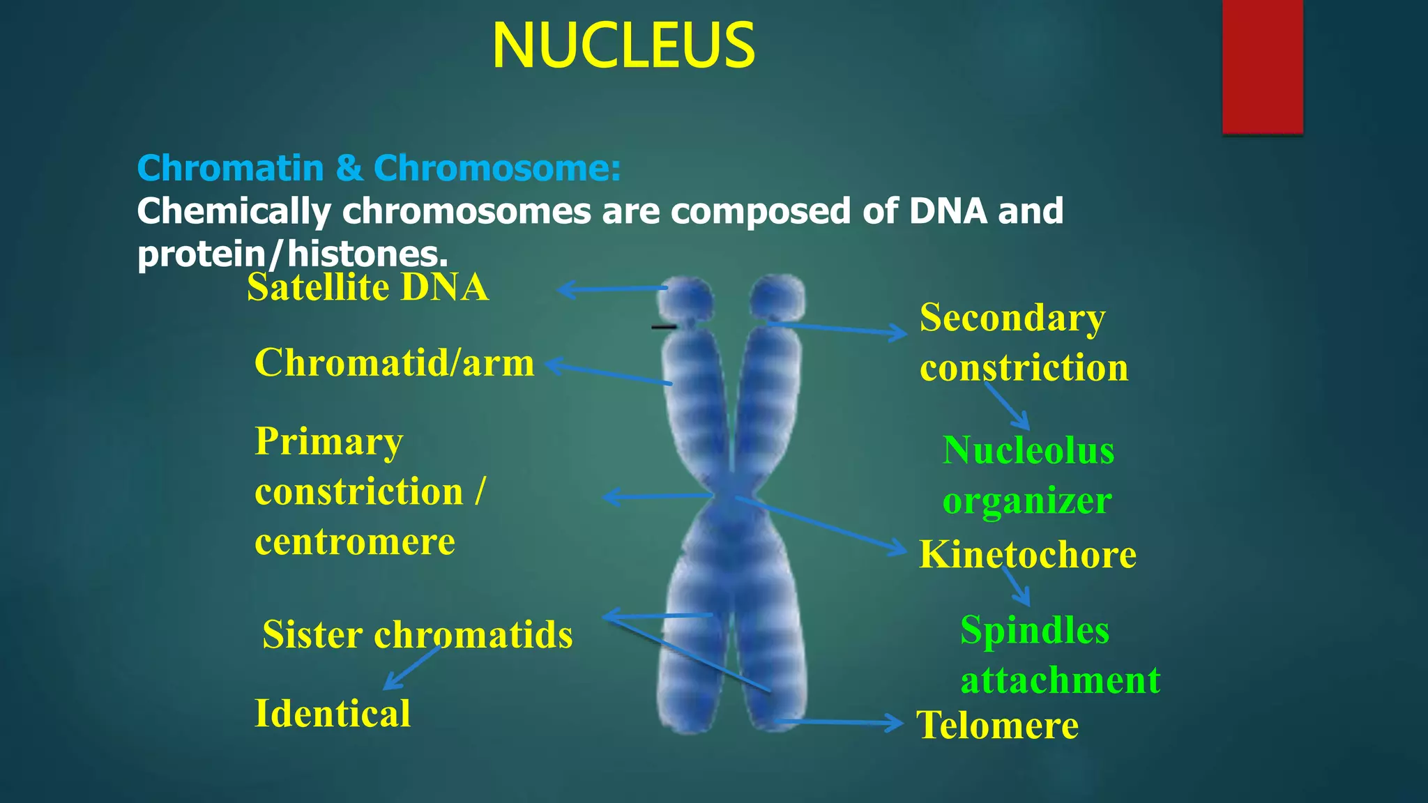 NUCLEUS
Chromatin & Chromosome:
Chemically chromosomes are composed of DNA and
protein/histones.
Satellite DNA
Secondary
constriction
Primary
constriction /
centromere Kinetochore
Telomere
Nucleolus
organizer
Sister chromatids Spindles
attachment
Identical
Chromatid/arm
 