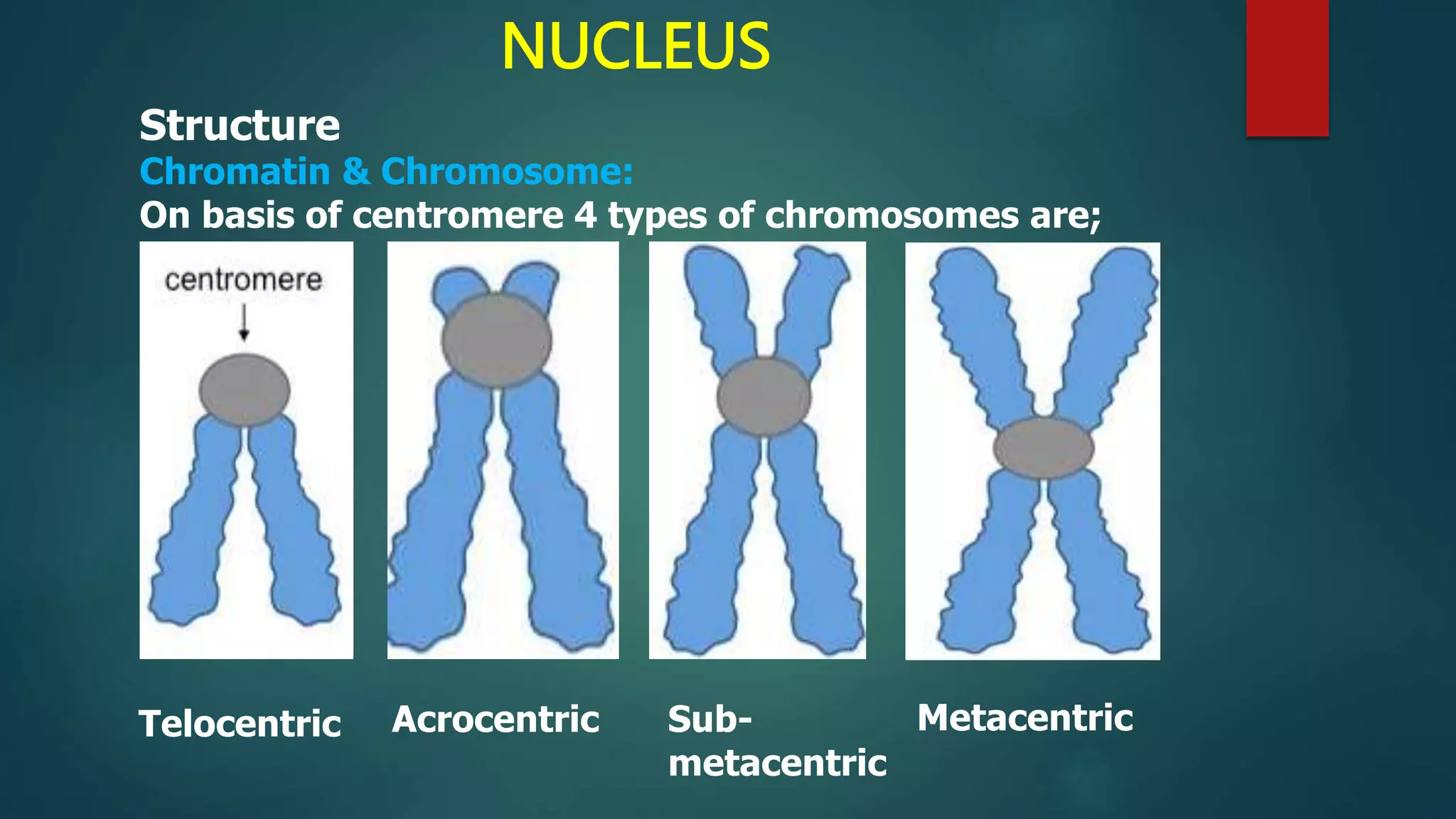 NUCLEUS
Structure
Chromatin & Chromosome:
On basis of centromere 4 types of chromosomes are;
Telocentric Acrocentric Sub-
metacentric
Metacentric
 