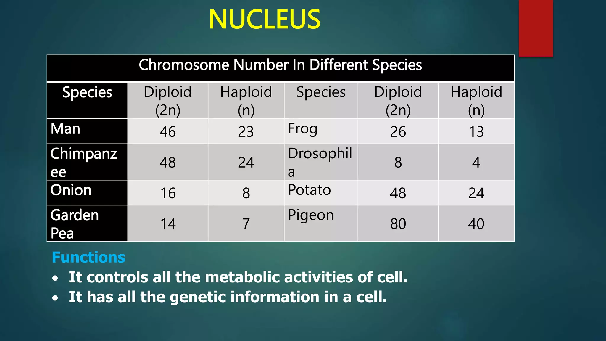 NUCLEUS
Chromosome Number In Different Species
Species Diploid
(2n)
Haploid
(n)
Species Diploid
(2n)
Haploid
(n)
Man 46 23 Frog 26 13
Chimpanz
ee
48 24
Drosophil
a
8 4
Onion 16 8 Potato 48 24
Garden
Pea
14 7
Pigeon
80 40
Functions
 It controls all the metabolic activities of cell.
 It has all the genetic information in a cell.
 