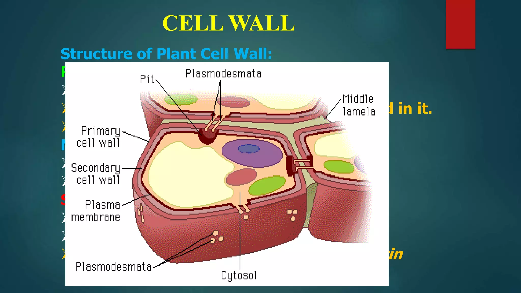 CELL WALL
Structure of Plant Cell Wall:
Primary Wall:
True wall, Thin, Elastic
Pectin and hemicellulose is also deposited in it.
All have
Middle Lamella
In between the primary walls
Magnesium and calcium salts and pectin
Secondary Wall
 Thick and rigid, Inelastic
 Composed of
 inorganic salts, Silica, Waxes, Lignin, Cutin
 
