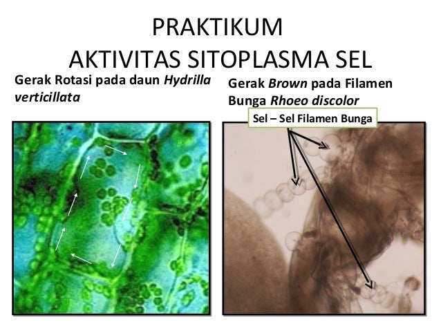 Aliran Sitoplasma Pada Hydrilla Tumbuh Tumbuhan