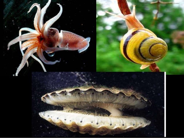 Review materi skl un 2016