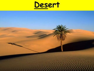 Desert
 