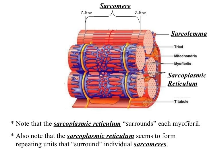 Review motor end plate nmj notes