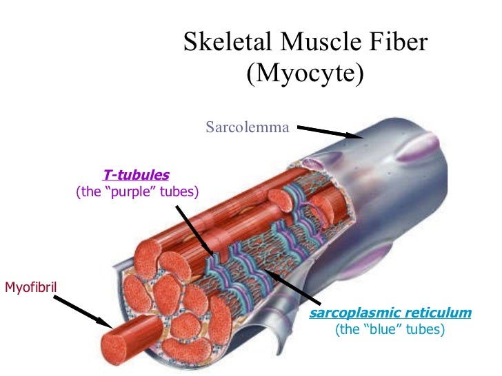 Review motor end plate nmj notes