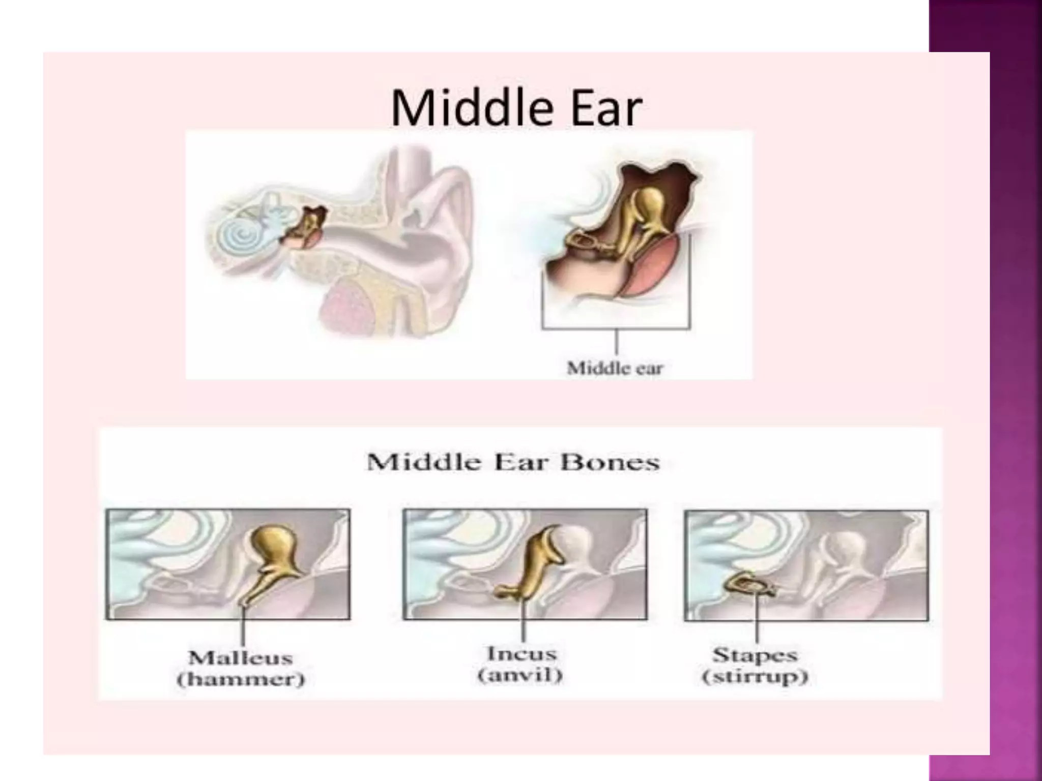 Review of anatomy and physiology of the ear | PPTX