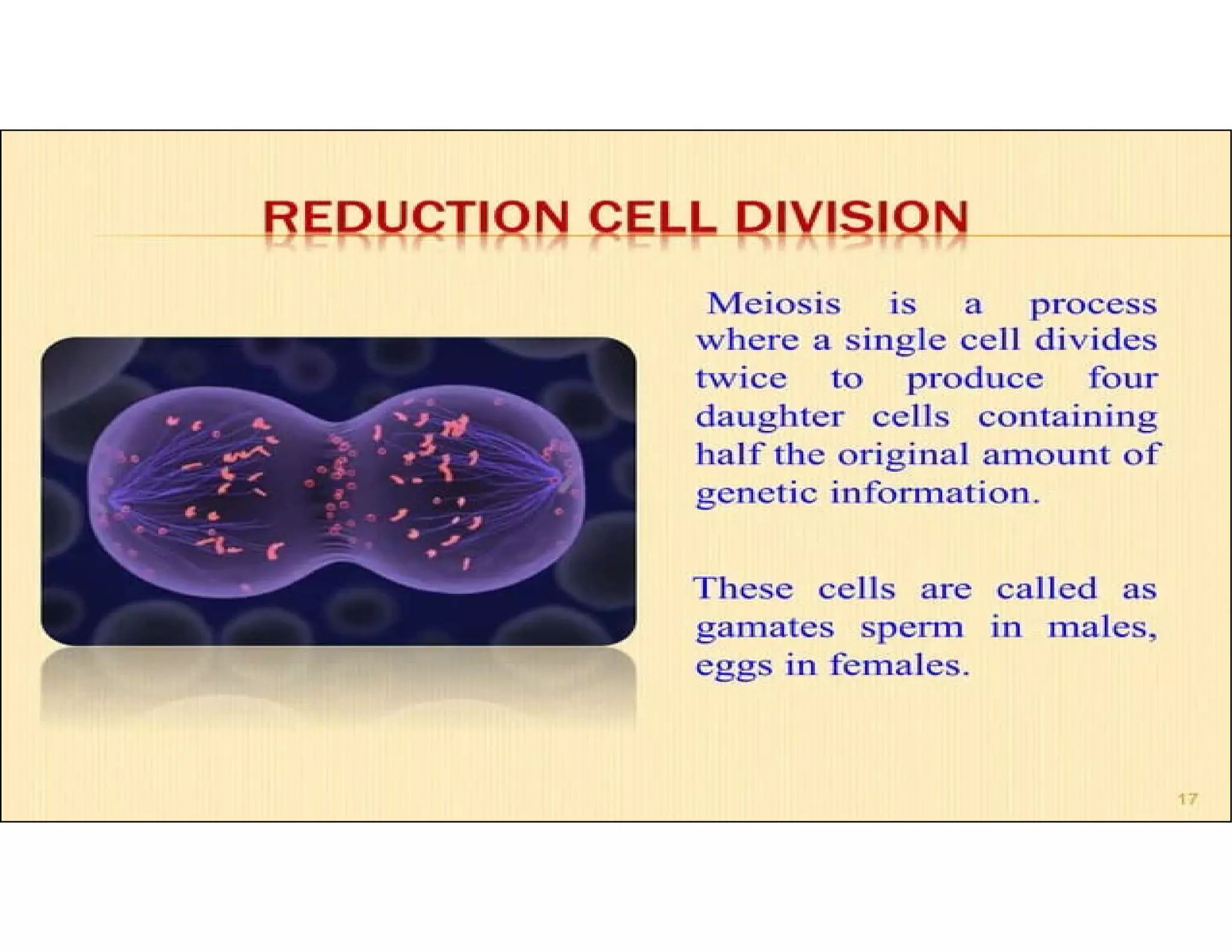 REVIEW OF CELLULAR DIVISION MITOSIS AND MEIOSIS 2023.pdf