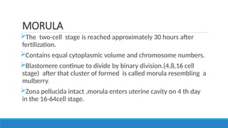 Morul REVIEW OF FOETAL DEVELOPMENT in obstetrics.pptx