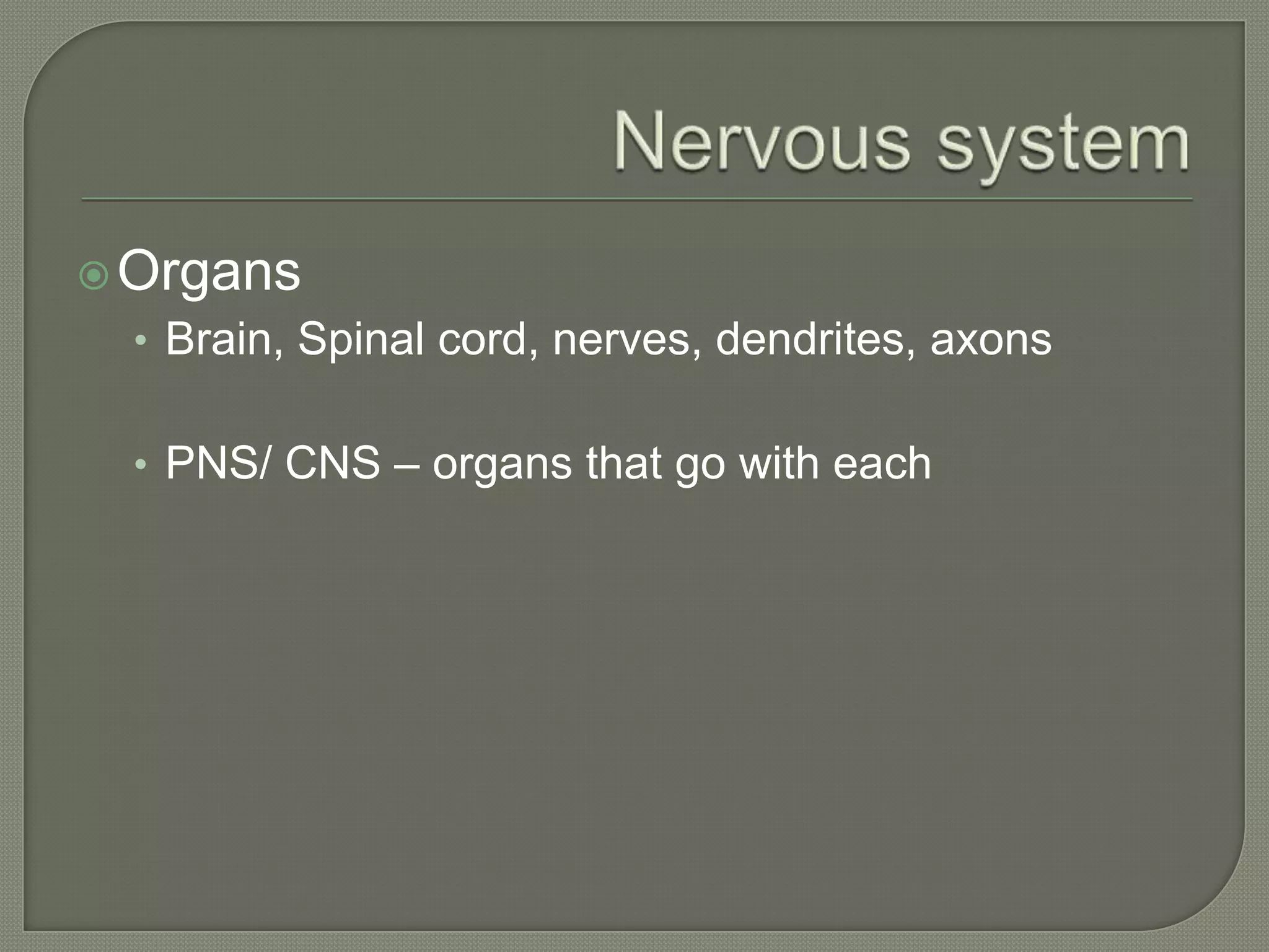  Organs
  • Brain, Spinal cord, nerves, dendrites, axons


  • PNS/ CNS – organs that go with each
 