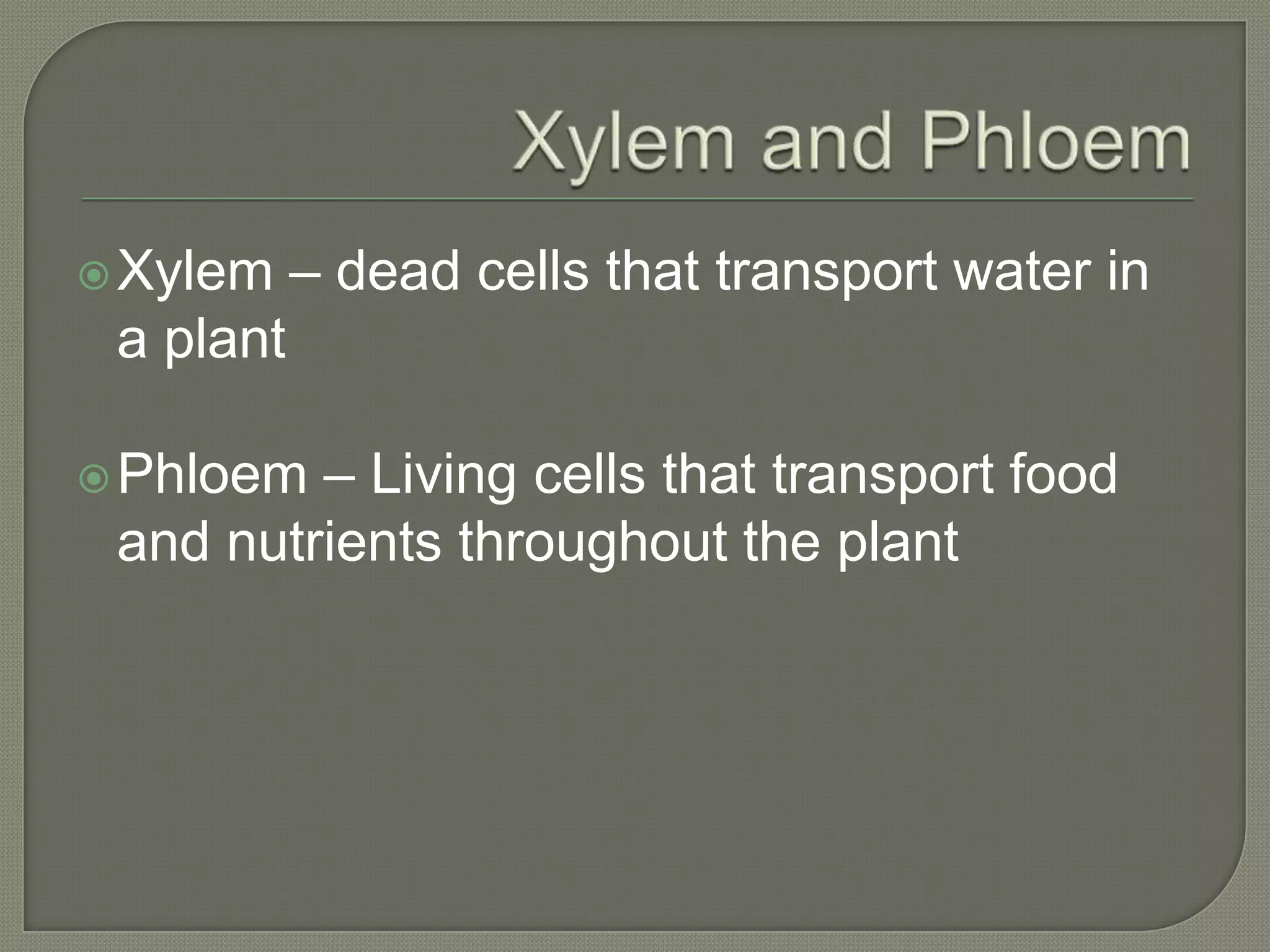  Xylem    – dead cells that transport water in
 a plant

 Phloem – Living cells that transport food
 and nutrients throughout the plant
 