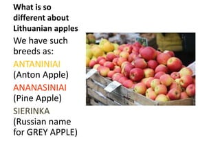 Review Of Lithuanian Staple Food In Shops