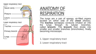 ANATOMY OF
RESPIRATION
The lungs are a pair of spongy, air-filled organs
located on either side of the chest (thorax).
The trachea (windpipe) conducts inhaled air into
the lungs through its tubular branches,
called bronchi. The bronchi then divide into
smaller and smaller branches (bronchioles), finally
becoming microscopic.
1. Upper respiratory tract
2. Lower respiratory tract
 